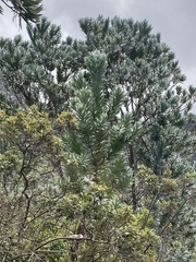 Leucadendron argenteum