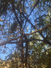 Sciurus niger rufiventer