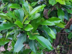 Ardisia sieboldii