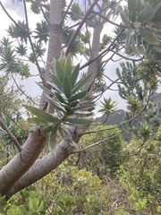 Leucadendron argenteum