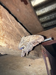 Satyrinae