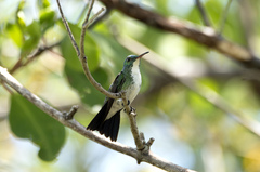 Chrysuronia leucogaster