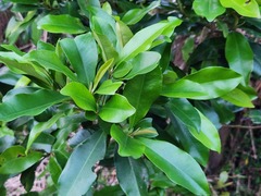 Ardisia sieboldii