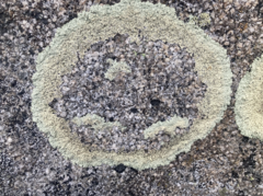 Arctoparmelia centrifuga