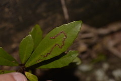 Myrsine platystigma