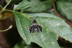 Melittia chimana