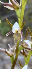 Prasophyllum pruinosum