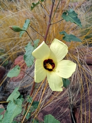 Hibiscus calyphyllus