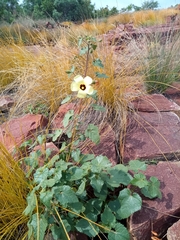 Hibiscus calyphyllus