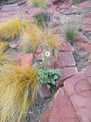 Hibiscus calyphyllus
