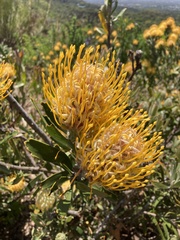 Leucospermum × hybridum