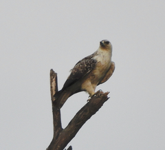 Hieraaetus wahlbergi