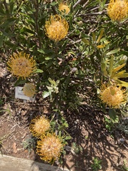 Leucospermum × hybridum