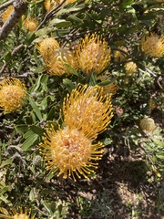 Leucospermum × hybridum