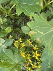 Senecio angulatus image