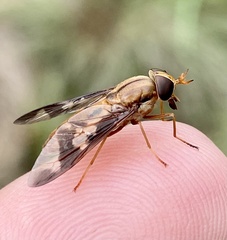 Tabanidae