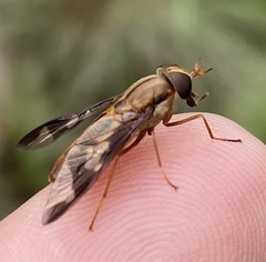 Tabanidae