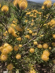Leucospermum × hybridum