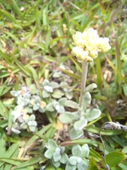 Helichrysum patulum