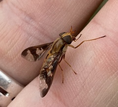 Tabanidae