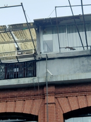 Callosciurus erythraeus