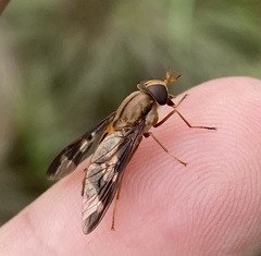 Tabanidae