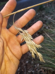 Ampelodesmos mauritanicus