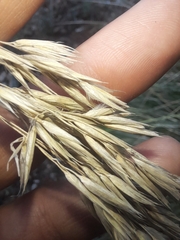 Ampelodesmos mauritanicus