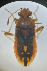 Rhopalus parumpunctatus