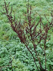 Rumex sanguineus