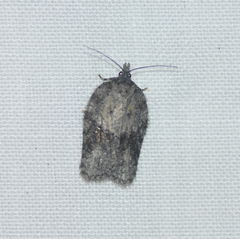 Acleris fuscana