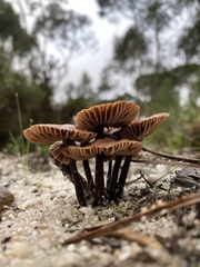Collybiopsis villosipes