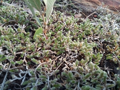 Selaginella dregei