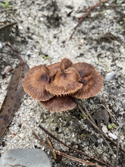 Collybiopsis villosipes