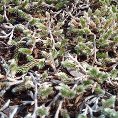 Selaginella dregei
