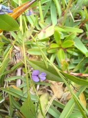 Psoralea laxa