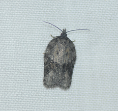 Acleris fuscana