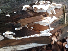 Skeletocutis amorpha