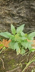 Angiospermae