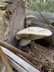 Neolentinus
