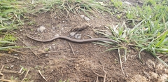 Anguis fragilis