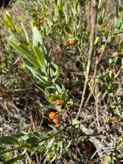 Osyris lanceolata
