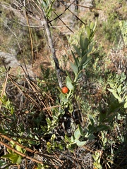 Osyris lanceolata
