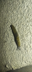 Limacus flavus