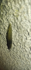 Limacus flavus