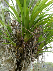 Cymbidium madidum