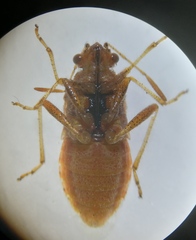 Rhopalus parumpunctatus