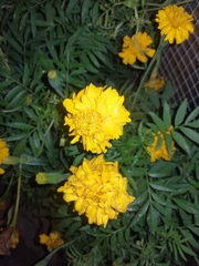 Tagetes erecta image