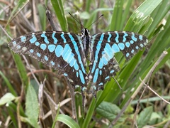 Graphium antheus