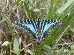Graphium antheus